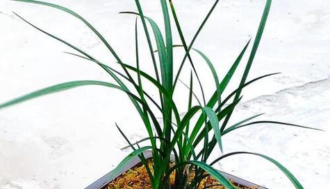 室内绿植翠兰的毒性和养护技巧（如何正确鉴别翠兰的毒性并安全养护）
