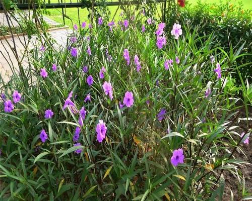 翠芦莉养殖全指南（了解养殖方法和注意事项）