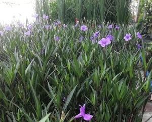 翠芦莉养殖全指南（了解养殖方法和注意事项）