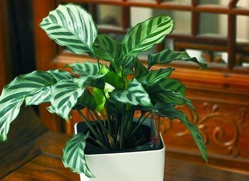 翠叶竹芋的完美养殖方法（了解这些关键要点）