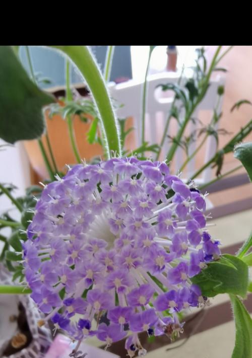 翠珠花的生命周期（探究翠珠花的寿命及养护技巧）