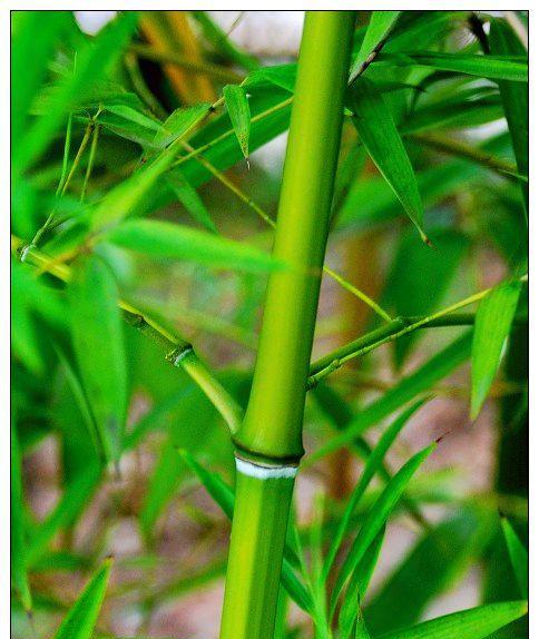 翠竹的家庭养护法（健康成长）