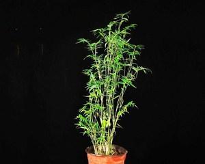 翠竹的家庭养护法（健康成长）