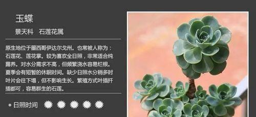 达摩宝珠多肉的全面养护指南（快速掌握达摩宝珠多肉的栽培技巧和注意事项）