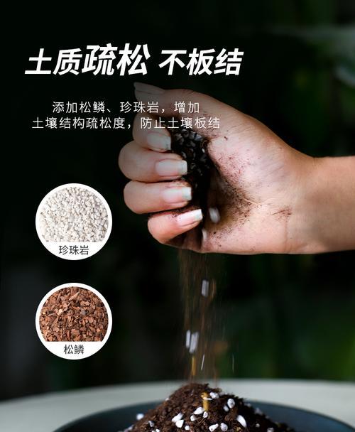 达摩福娘的土壤配方与种植技巧（打造适合达摩福娘生长的土壤体系）