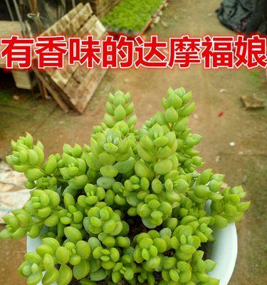 达摩福娘花的盛开之美（探寻达摩福娘花的开花季节和开花时间）