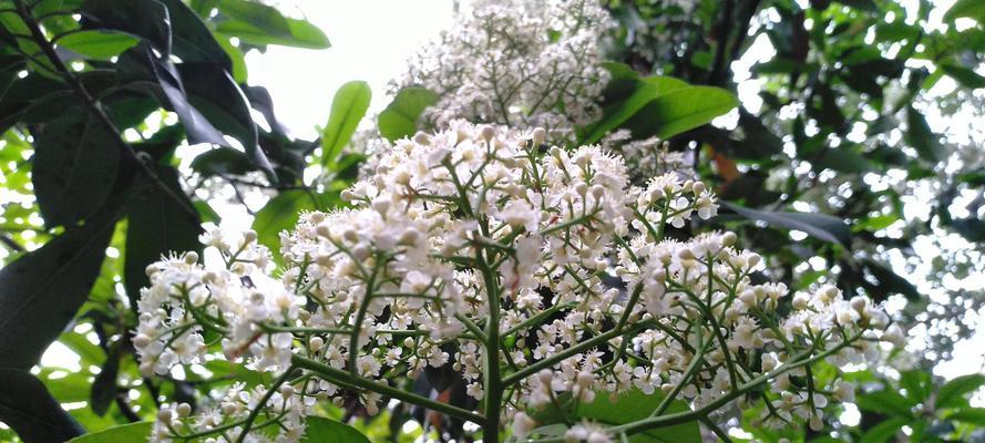 石楠花的花语
