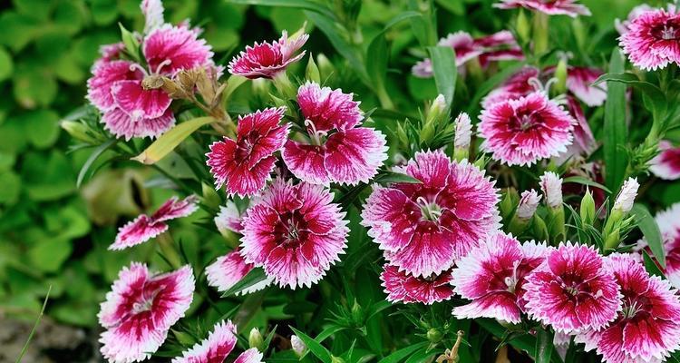 石竹花（欣赏石竹花的芳香和花姿）