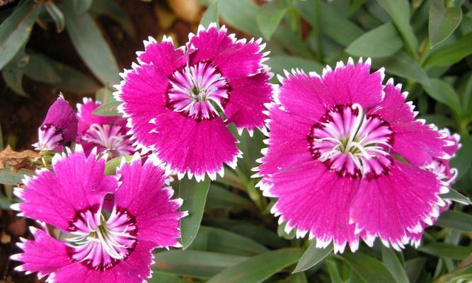 石竹花（欣赏石竹花的芳香和花姿）