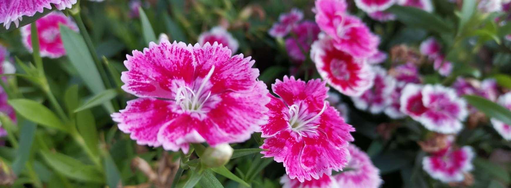 石竹花（欣赏石竹花的芳香和花姿）