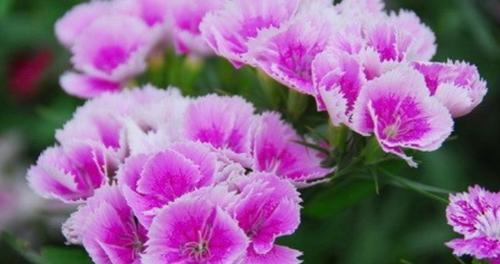 石竹花的花语——坚定与纯洁（用石竹花的花语传递美好祝福）