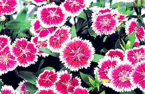 石竹花的花语——坚定与纯洁（用石竹花的花语传递美好祝福）