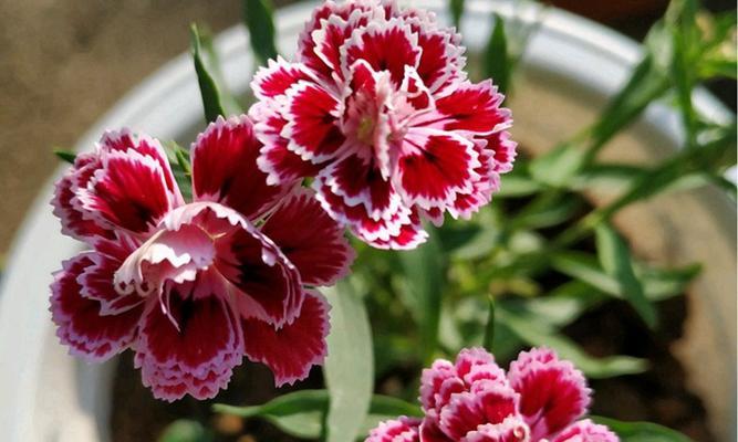 石竹花的花语与寓意（探索石竹花花语的深层意义）