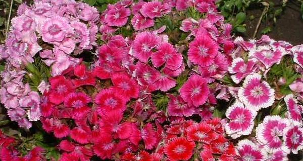 石竹花的花语与寓意（探索石竹花花语的深层意义）