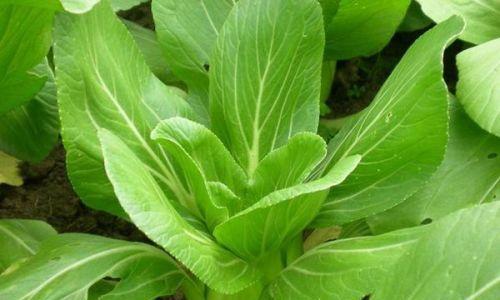 大白菜种植全指南（掌握这些技巧）