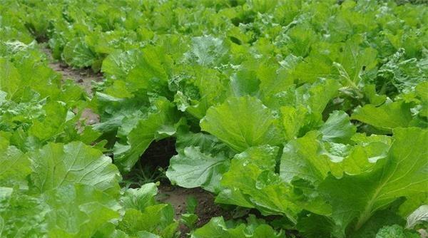 大白菜种植的最佳时间（选对时间）