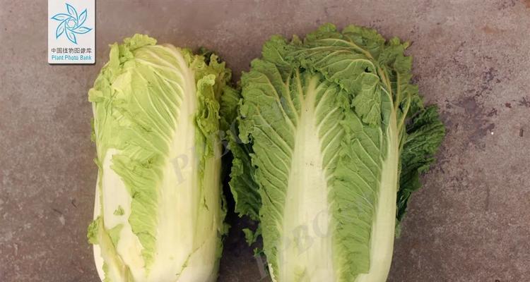 探秘大白菜（一个中国人的饮食文化旅程）