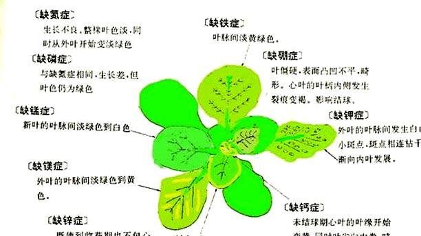 大白菜炭疽病的防治方法（原因分析和治疗措施）
