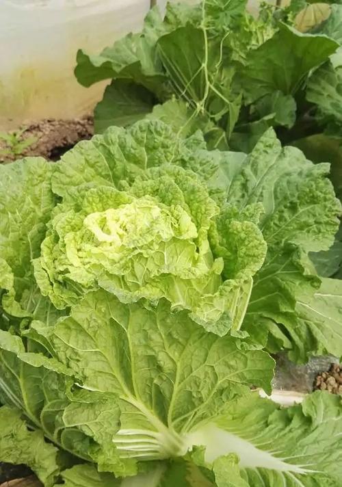 大白菜四季长，收益不断（大白菜耐寒耐热）