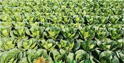 大白菜四季长，收益不断（大白菜耐寒耐热）