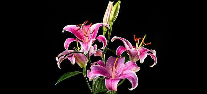 香水百合的花语与象征（纯洁）