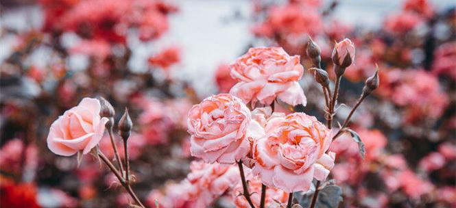 水色风信子的美丽与寓意（探寻水色风信子的花语和艺术价值）
