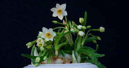 水仙花（探寻水仙花的寓意与象征）