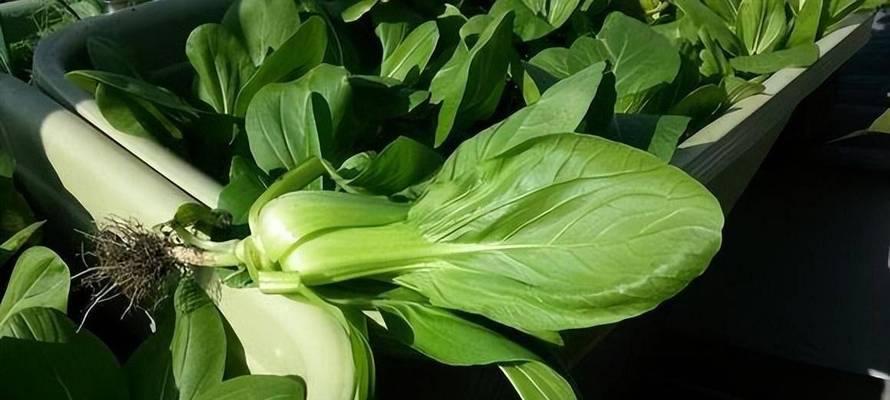 从选种到收割，轻松掌握大白菜种植技巧（从选种到收割）