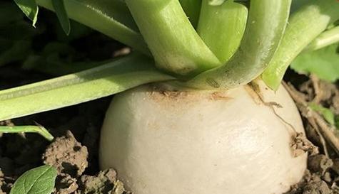 大白萝卜种植技巧（从选种到收获）