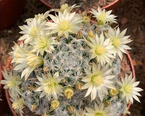 大白萝卜种植技巧（从选种到收获）