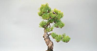大阪松的养殖方法及养护要点（了解大阪松的特点）