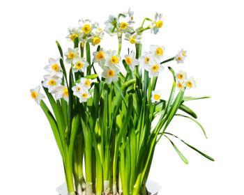水仙花（以水仙花寓意揭示内心的力量与美丽）