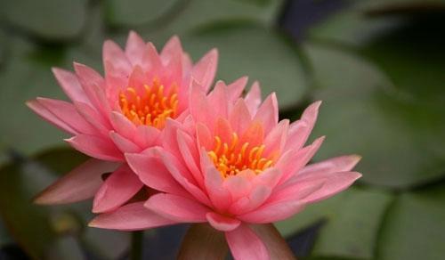 睡莲的花语与象征意义（探索睡莲的神秘力量）
