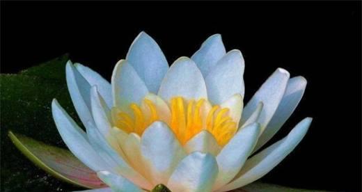 睡莲花语的深意（探寻花海中的智慧之光）
