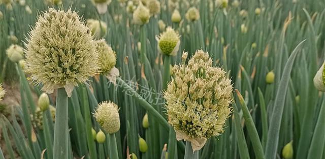 大葱春季种植全攻略（如何在春季种植大葱）