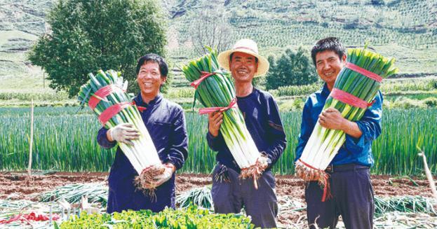 大葱套种技巧与推荐作物（丰收秘籍揭秘）