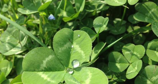 四叶草的花语与寓意（探寻四叶草的神秘之美）
