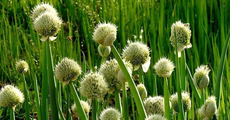 大葱花种植全攻略