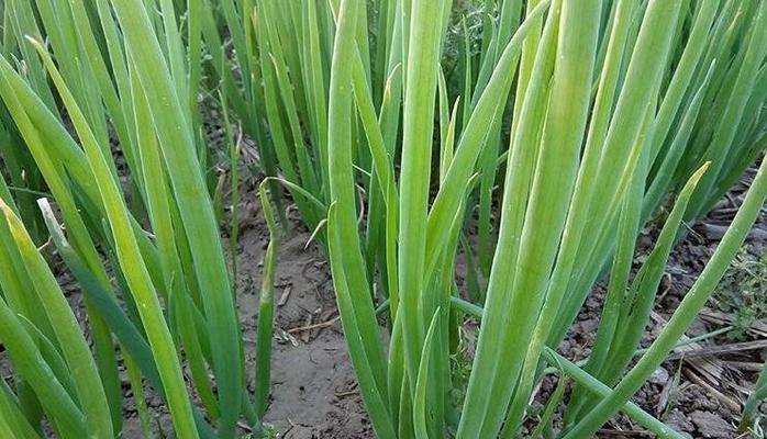 大葱肥料施用全攻略（如何为大葱施最好的肥料）