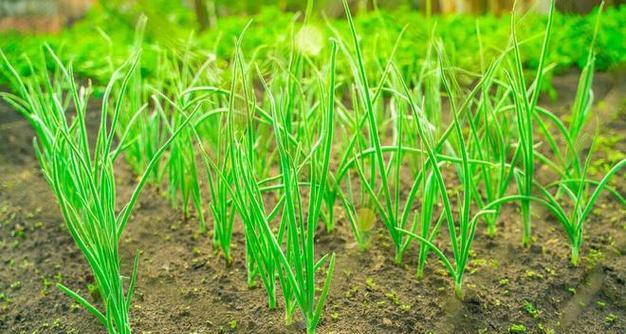 大葱种植技巧与注意事项（掌握适宜种植时间和方法）