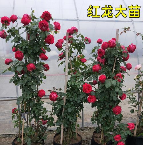 大地主月季的生长特点与养护方法（揭秘大地主月季的生态习性）