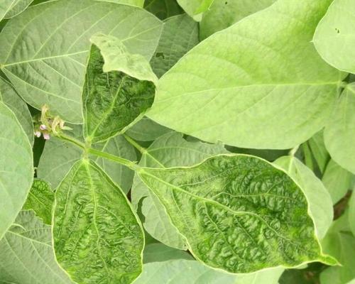 大豆病毒病的症状、防治及（保护大豆生长的有效方法和注意事项）