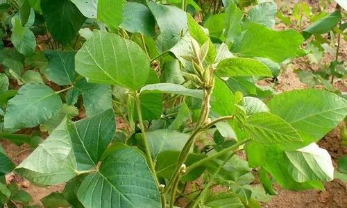 大豆成熟期的探究——从花期到收获（了解大豆成熟期）