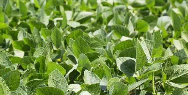 大豆成熟期的探究——从花期到收获（了解大豆成熟期）