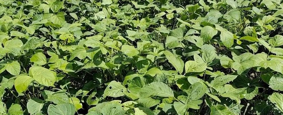 大豆生长环境条件及特点