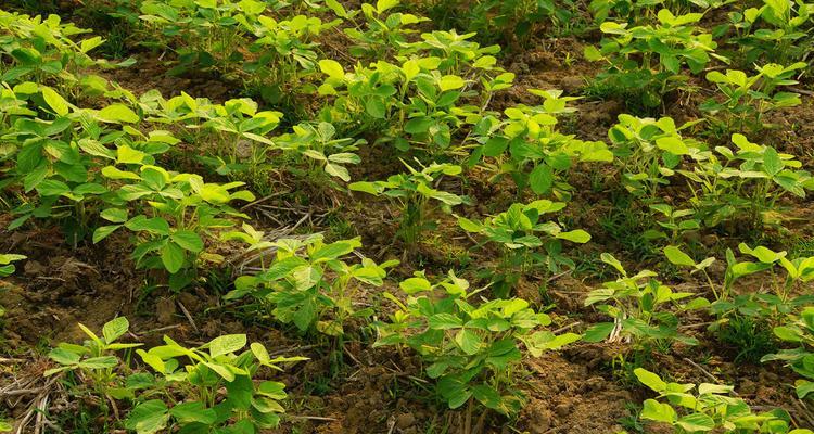 大豆——一种深根系的植物（从根系、生长环境到营养价值）
