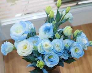 碎冰蓝洋桔梗的花语及其寓意（探索碎冰蓝洋桔梗花朵中蕴含的情感和象征意义）
