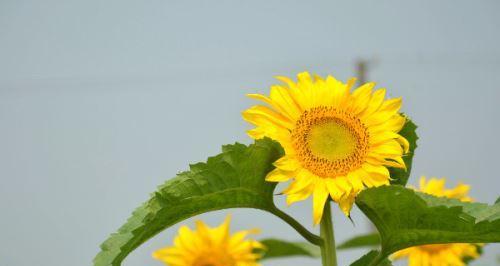 以太阳花的寓意和花语（阳光照耀下的希望与坚强）