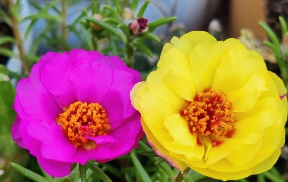 以太阳花花语之美丽绽放（传递温暖与希望的花语）