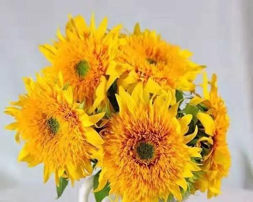 以太阳花花语之美丽绽放（传递温暖与希望的花语）